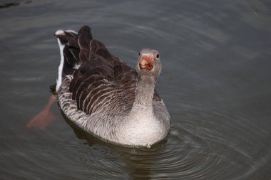 Graugans / Greylag kaz / Anser anser