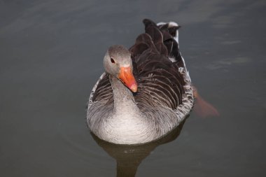 Graugans / Greylag kaz / Anser anser