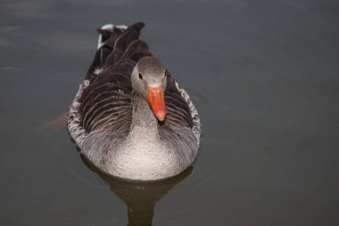 Graugans / Greylag kaz / Anser anser