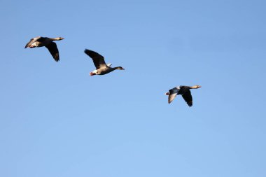 Graugans / Greylag kaz / Anser anser