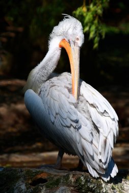 Krauskopfpelikan / Dalmatian pelican / Pelecanus crispus