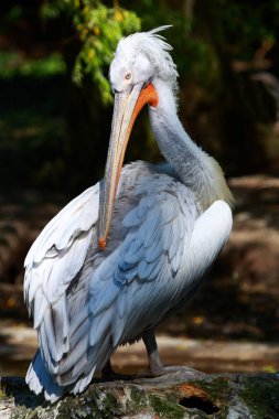 Krauskopfpelikan / Dalmatian pelican / Pelecanus crispus