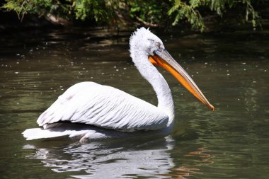 Krauskopfpelikan / Dalmatian pelican / Pelecanus crispus