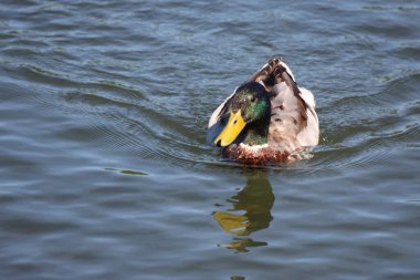 Stockente / Mallard / Anas platyrhynchos