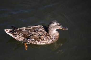 Stockente / Mallard / Anas platyrhynchos