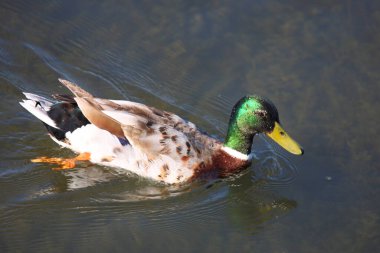 Stockente / Mallard / Anas platyrhynchos