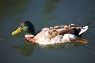 Stockente / Mallard / Anas platyrhynchos