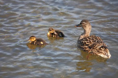 Stockente / Mallard / Anas platyrhynchos