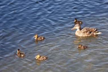 Stockente / Mallard / Anas platyrhynchos