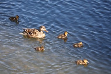Stockente / Mallard / Anas platyrhynchos