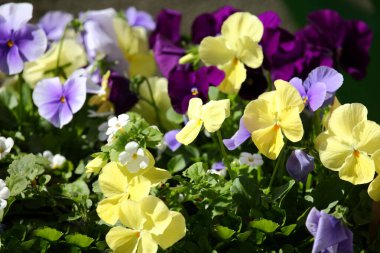 Bunte Blumen / Renkli Çiçekler / Flos