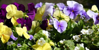 Bunte Blumen / Renkli Çiçekler / Flos