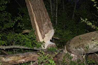 Baum vom Biber gefael / Kunduz tarafından devrilen ağaç