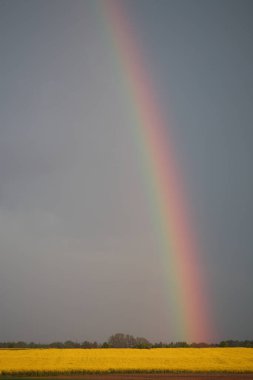 Rapsfeld mit Regenbogen / Tecavüz Alanı Gökkuşağı / Brassica Napus