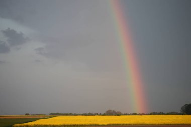 Rapsfeld mit Regenbogen / Tecavüz Alanı Gökkuşağı / Brassica Napus