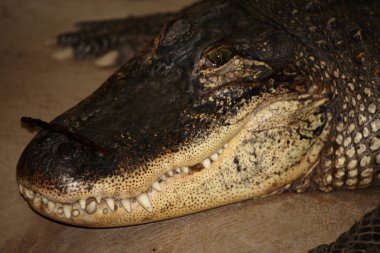 Mississippi-Timsah oder Hechtalligator / Amerikan timsah / Timsah misssippiensis