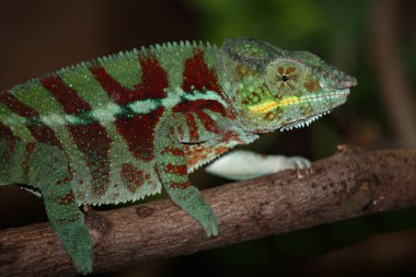 Pantherchamaeleon / Panther bukalemunu / Furcifer pardalis