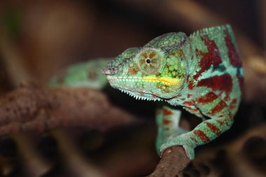 Pantherchamaeleon / Panther bukalemunu / Furcifer pardalis