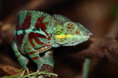 Pantherchamaeleon / Panther bukalemunu / Furcifer pardalis