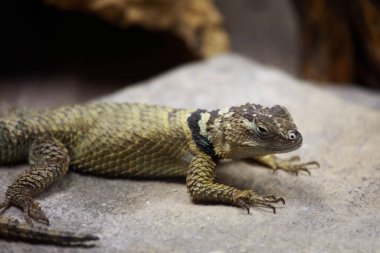 Malachit-Stachelleguan / Emerald Swift / Sceloporus malachiticus