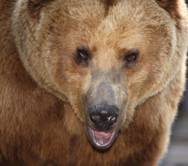 Europaeischer Braunbaer / Avrupa kahverengi ayısı / Ursus arctos arctos