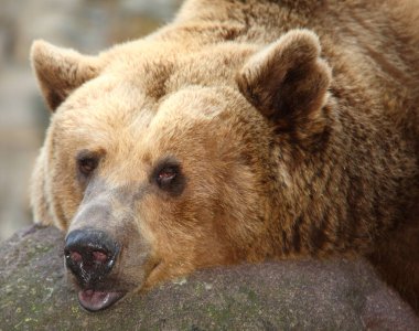 Europaeischer Braunbaer / Avrupa kahverengi ayısı / Ursus arctos arctos