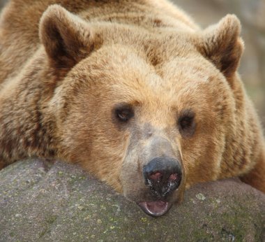 Europaeischer Braunbaer / Avrupa kahverengi ayısı / Ursus arctos arctos