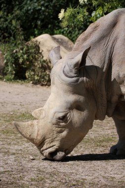 Breitmaulnashorn / Square-lipped rhinoceros / Ceratotherium simum