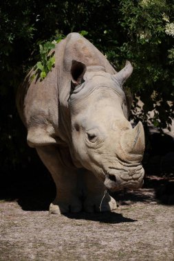 Breitmaulnashorn / Square-lipped rhinoceros / Ceratotherium simum