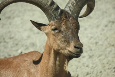 Daghestanischer Tur / Doğu Kafkas Tur / Capra dağ keçisi silindirik
