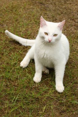 Hauskatze / Domestic cat / Felis domestica