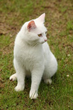 Hauskatze / Domestic cat / Felis domestica