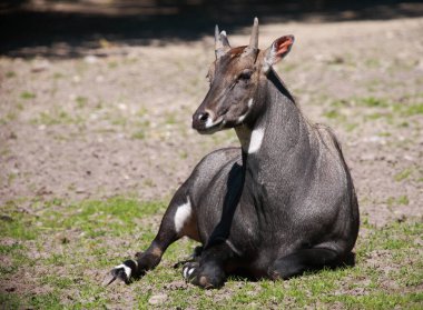 Nilgauantilope / Nilgai antelope / Boselaphus tragocamelus