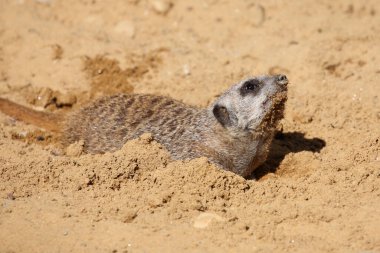 Erdmaennchen / Suricate veya Meerkat / Suricata suricatta