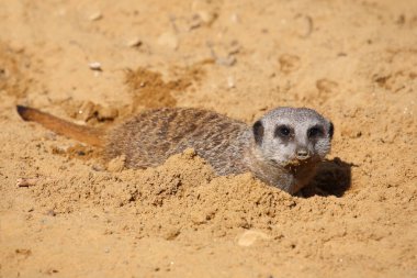 Erdmaennchen / Suricate veya Meerkat / Suricata suricatta