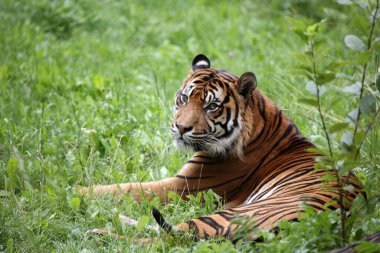 Sumatra-Kaplan / Sumatran kaplanı / Panthera tigris sumatrae