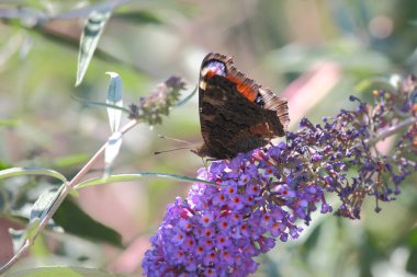 Tagpfauenauge / Avrupa tavus kuşu kelebeği / Vanessa io veya Aglais io veya Inachis io veya Nymphalis io