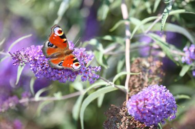 Tagpfauenauge / Avrupa tavus kuşu kelebeği / Vanessa io veya Aglais io veya Inachis io veya Nymphalis io
