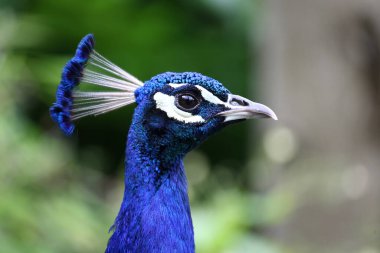 Blauer Pfau / Hindistan Peafowl / Pavo kriteri 