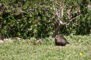 Amsel oder Schwarzdrossel / Blackbird / Turdus merula