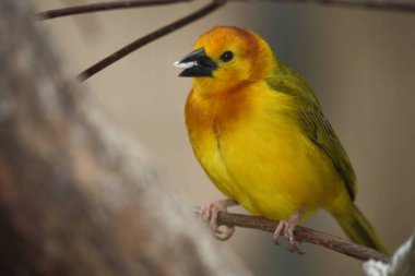 Genickbandweber / Taveta dokumacı / Ploceus castaneiceps - Hyphantornis castaneiceps
