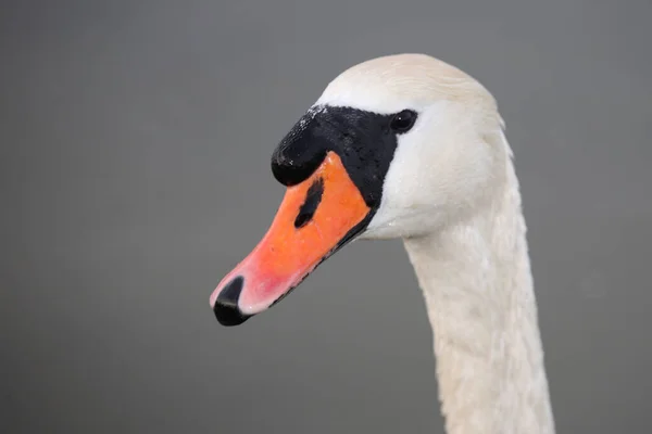 Hoeckerschwan Mute Swan Cygnus Olor — 图库照片