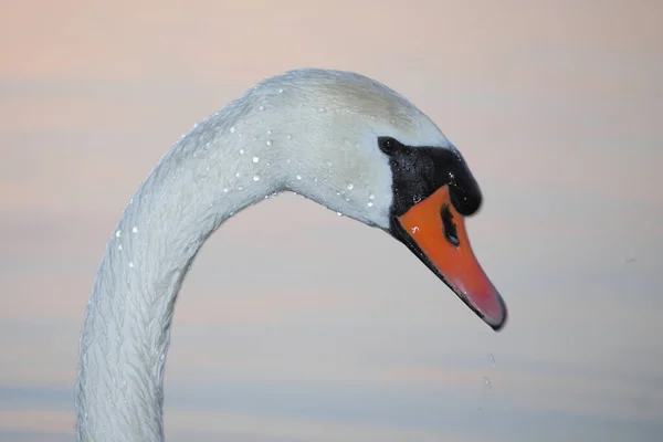 Hoeckerschwan Mute Swan Cygnus Olor — Stok Foto
