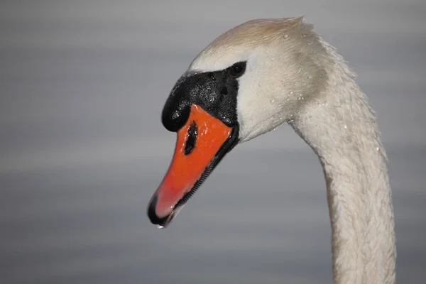 Hoeckerschwan Mute Swan Cygnus Olor — Zdjęcie stockowe