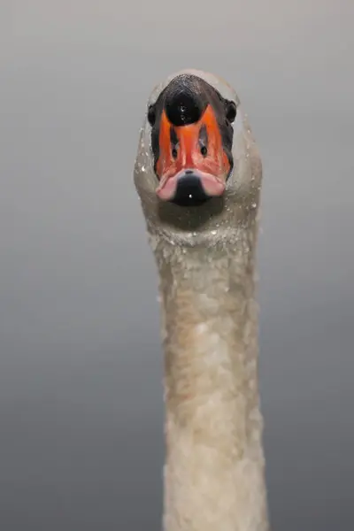 Hoeckerschwan Mute Swan Cygnus Olor — 图库照片