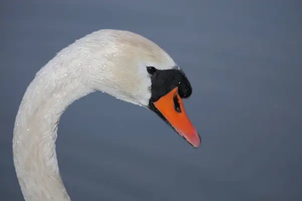 Хекерман Мут Лебедь Лебедь Цветной — стоковое фото