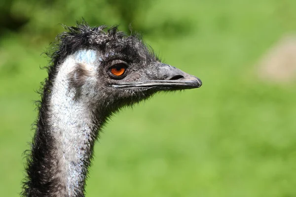 Grosser Emu Emu Dromaius Noveabollandiae — Stock Photo, Image