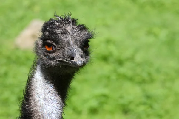 Grosser Emu Emu Dromaius Noveabollandiae — Fotografie, imagine de stoc