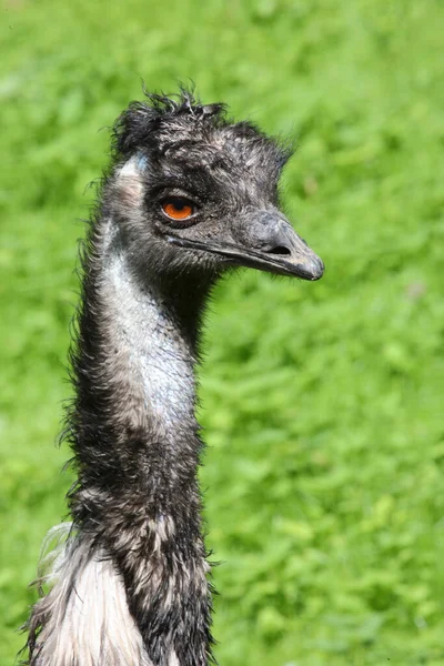 Grosser Emu Emu Dromaius Noveabollandiae —  Fotos de Stock