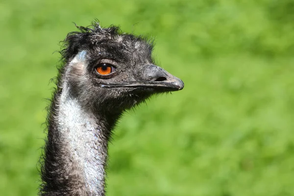 Grosser Emu Emu Dromaius Noveabollandiae —  Fotos de Stock